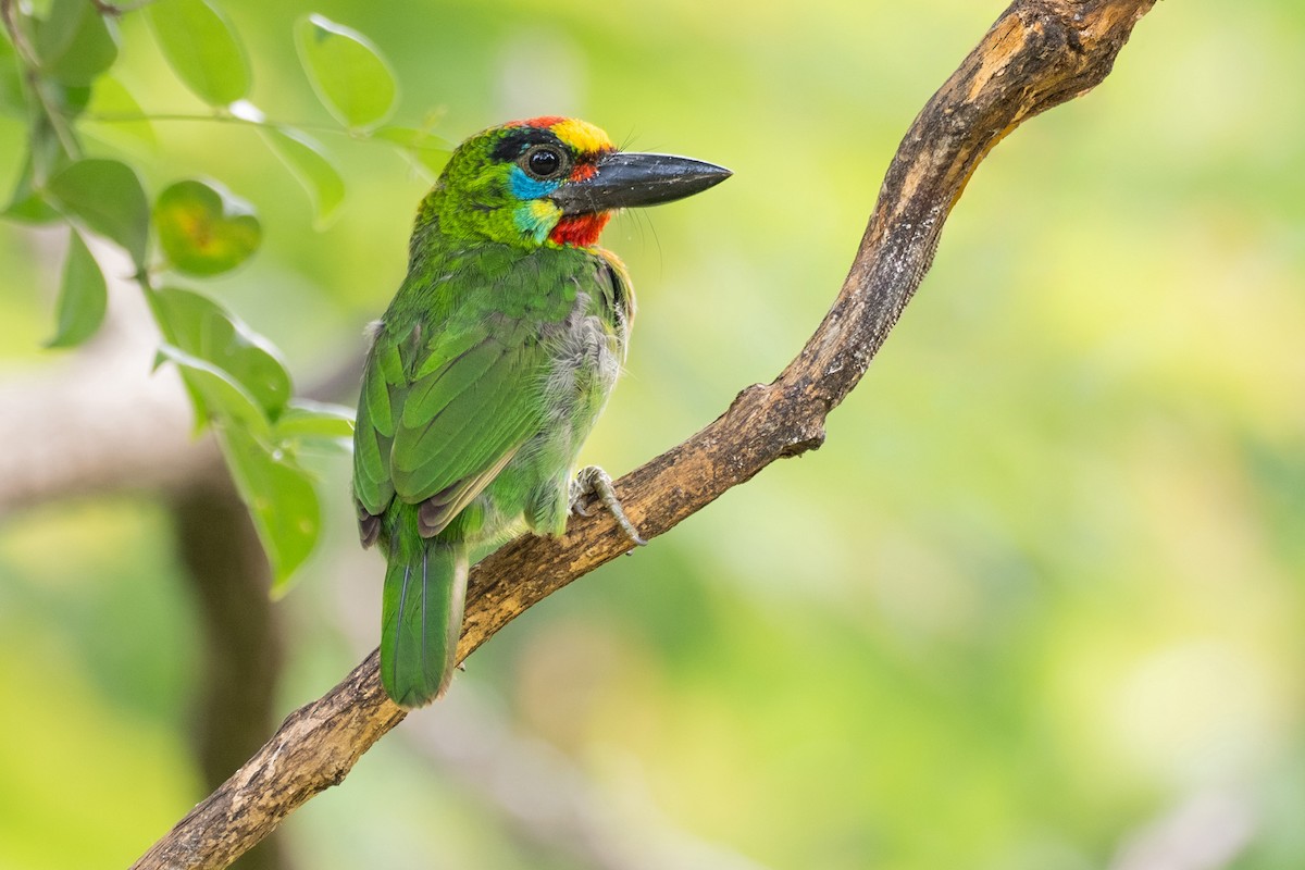 Red-throated Barbet - ML611315070