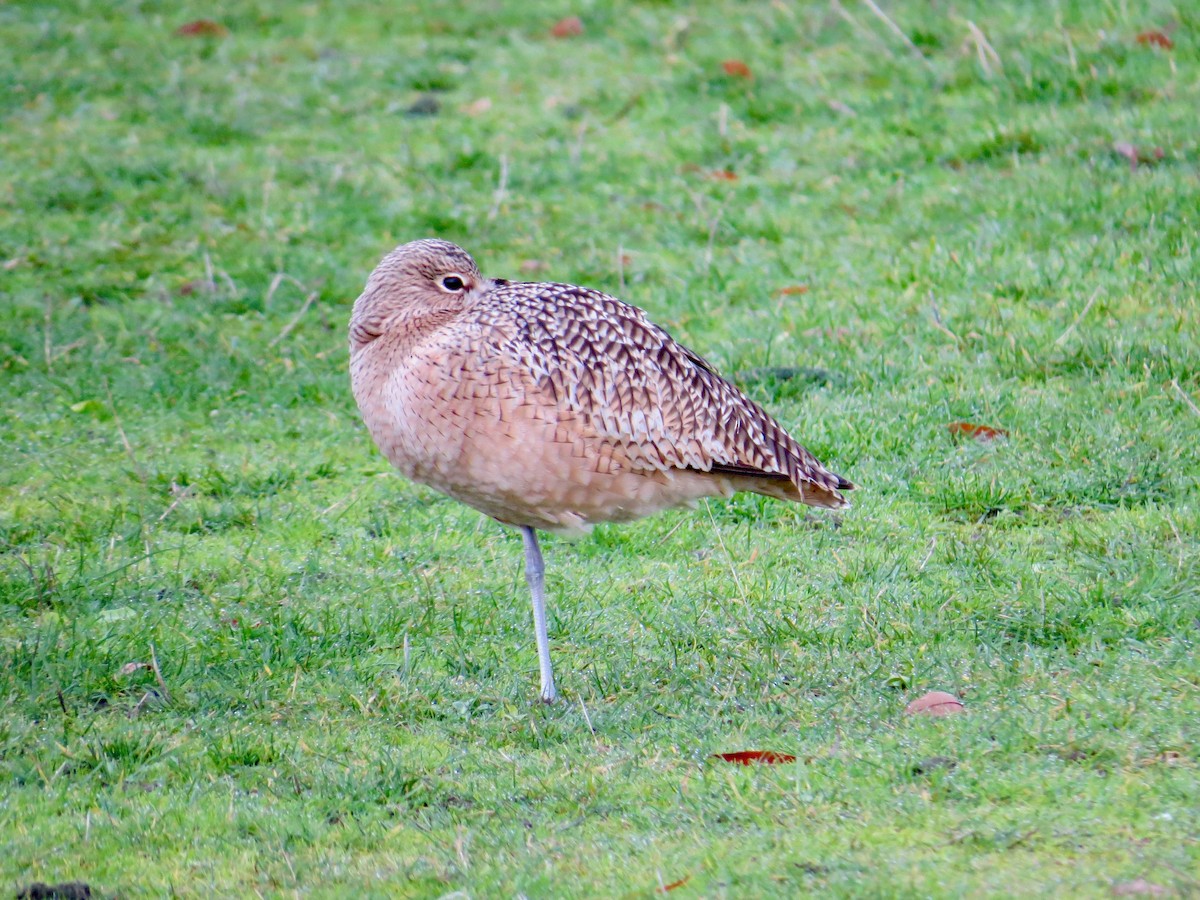 Long-billed Curlew - ML611315137