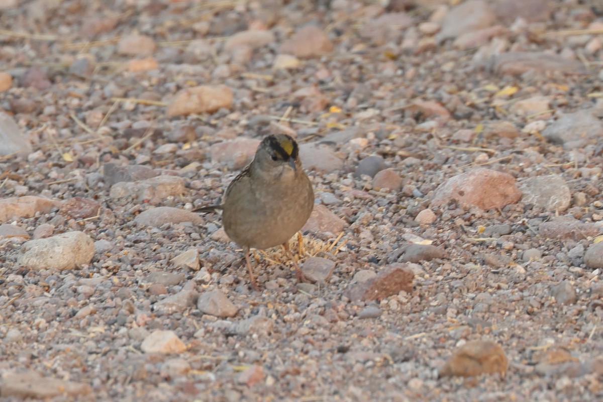 Golden-crowned Sparrow - ML611315556
