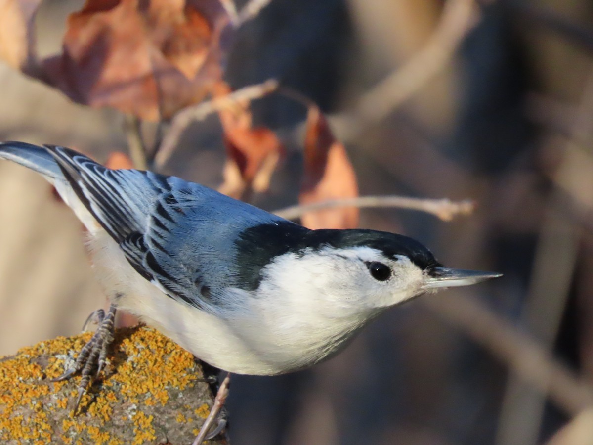 White-breasted Nuthatch - ML611316072