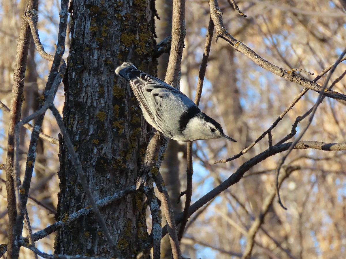 White-breasted Nuthatch - Kerry Hjertaas
