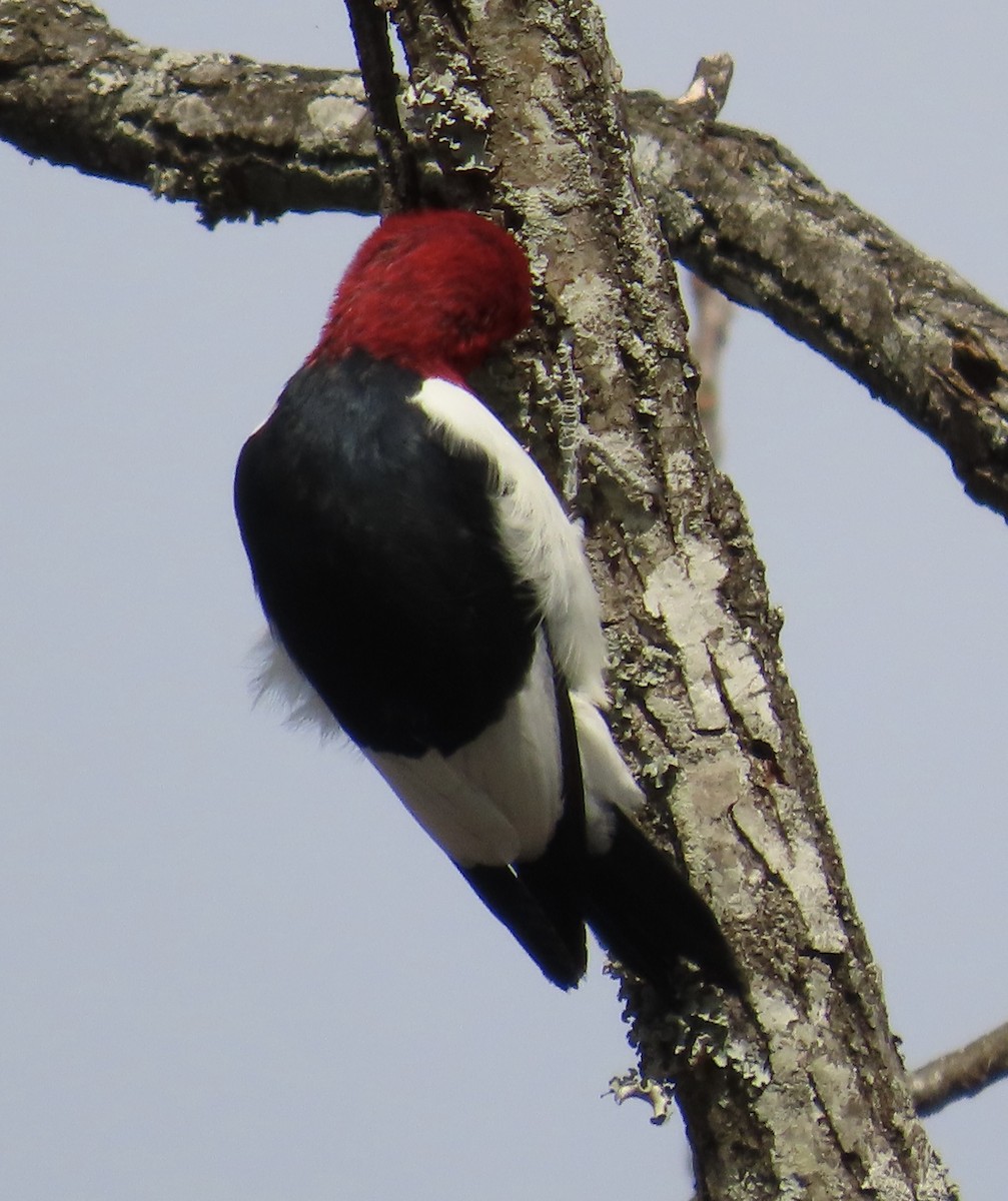 Red-headed Woodpecker - ML611316138