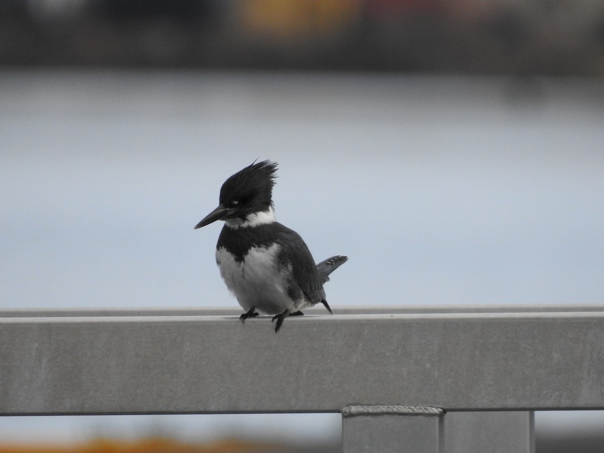 Belted Kingfisher - ML611316285