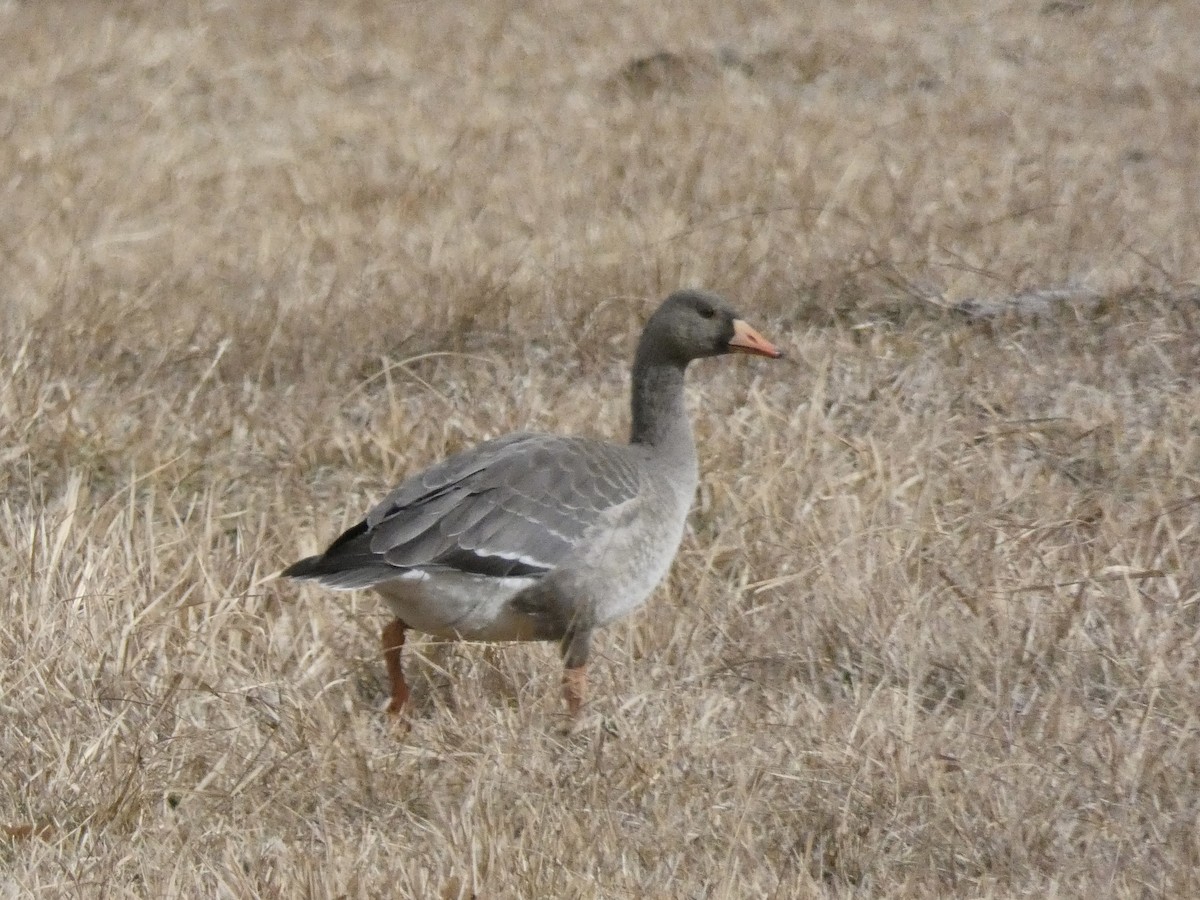 Greater White-fronted Goose - ML611316400