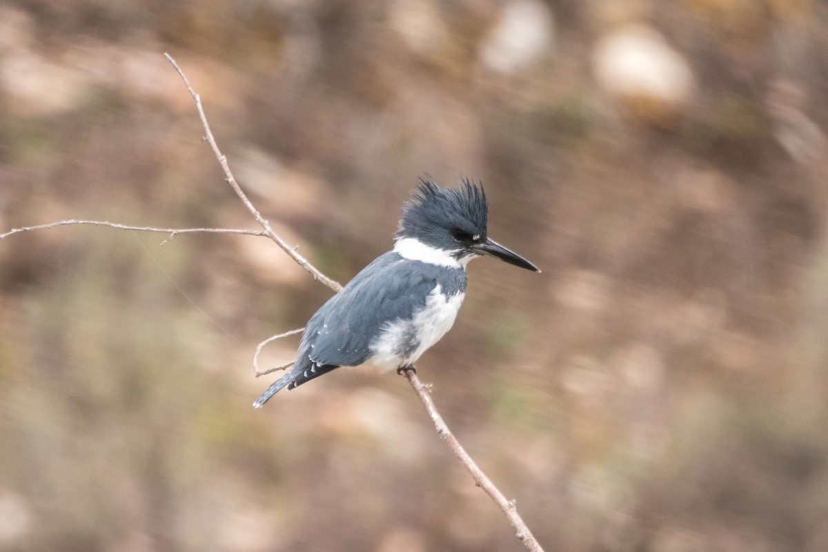 Belted Kingfisher - ML611316442