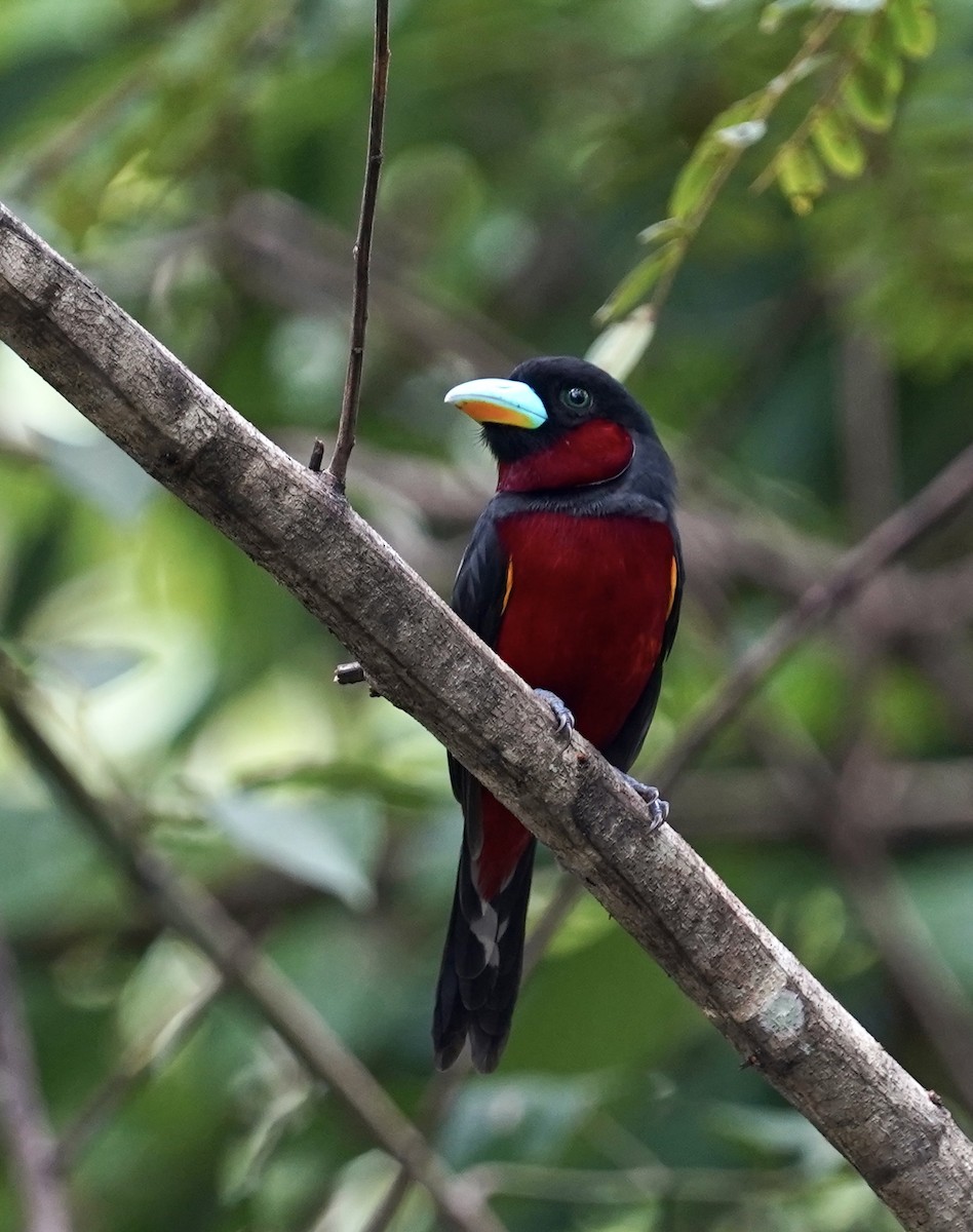 Black-and-red Broadbill (Black-and-red) - ML611316669