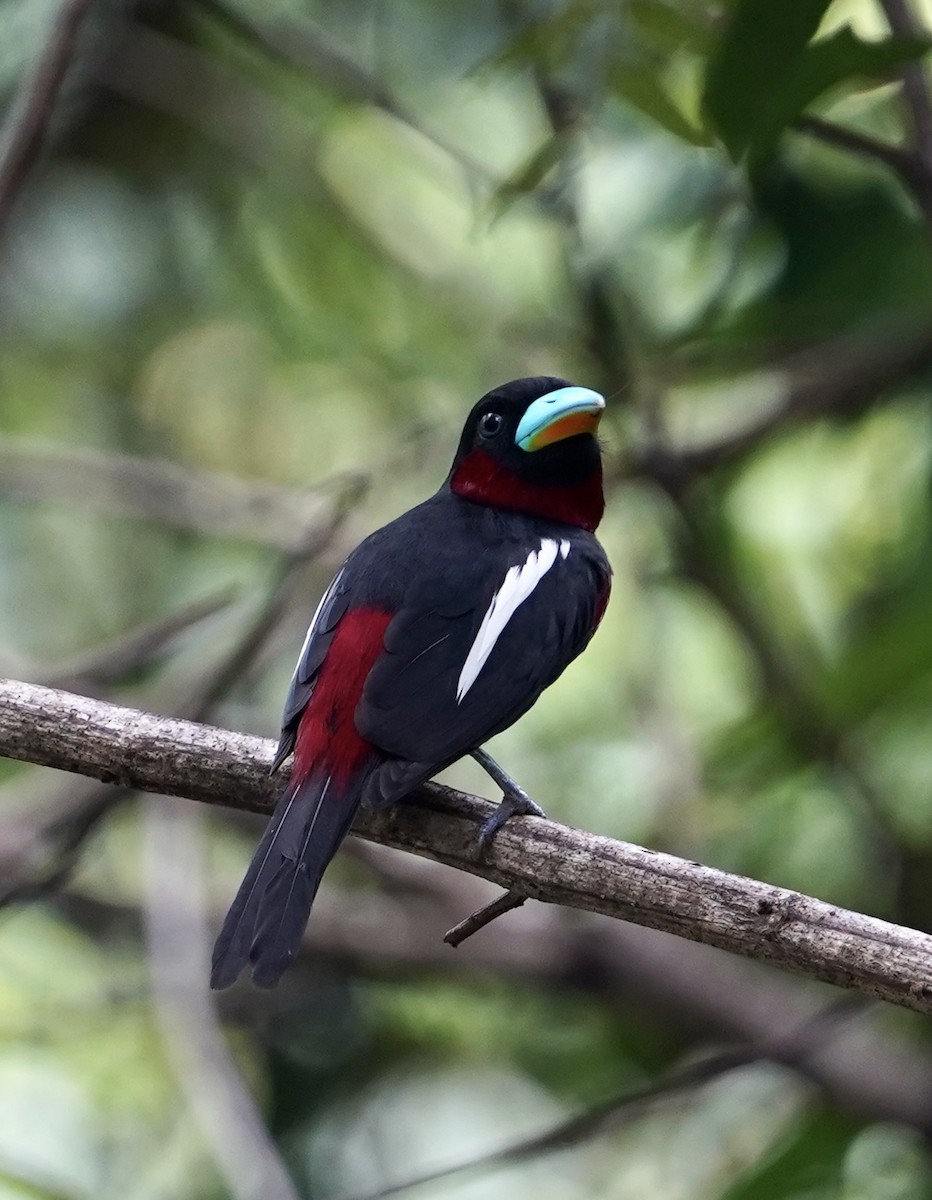 Black-and-red Broadbill (Black-and-red) - Daniel Winzeler