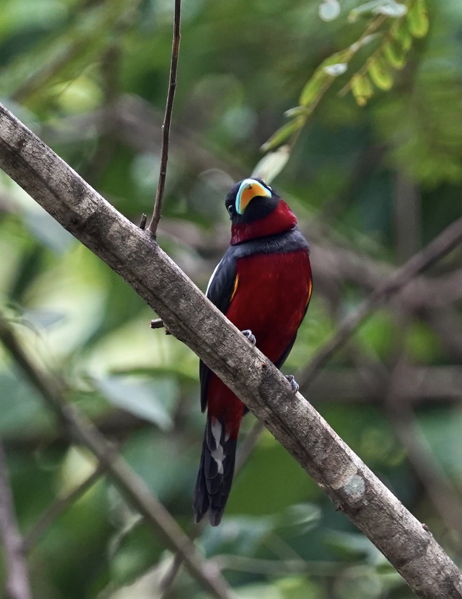 Black-and-red Broadbill (Black-and-red) - ML611316671