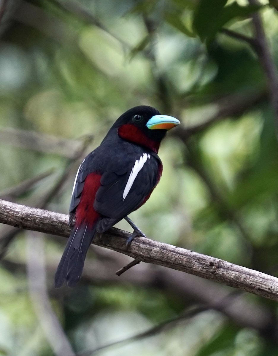Black-and-red Broadbill (Black-and-red) - ML611316672