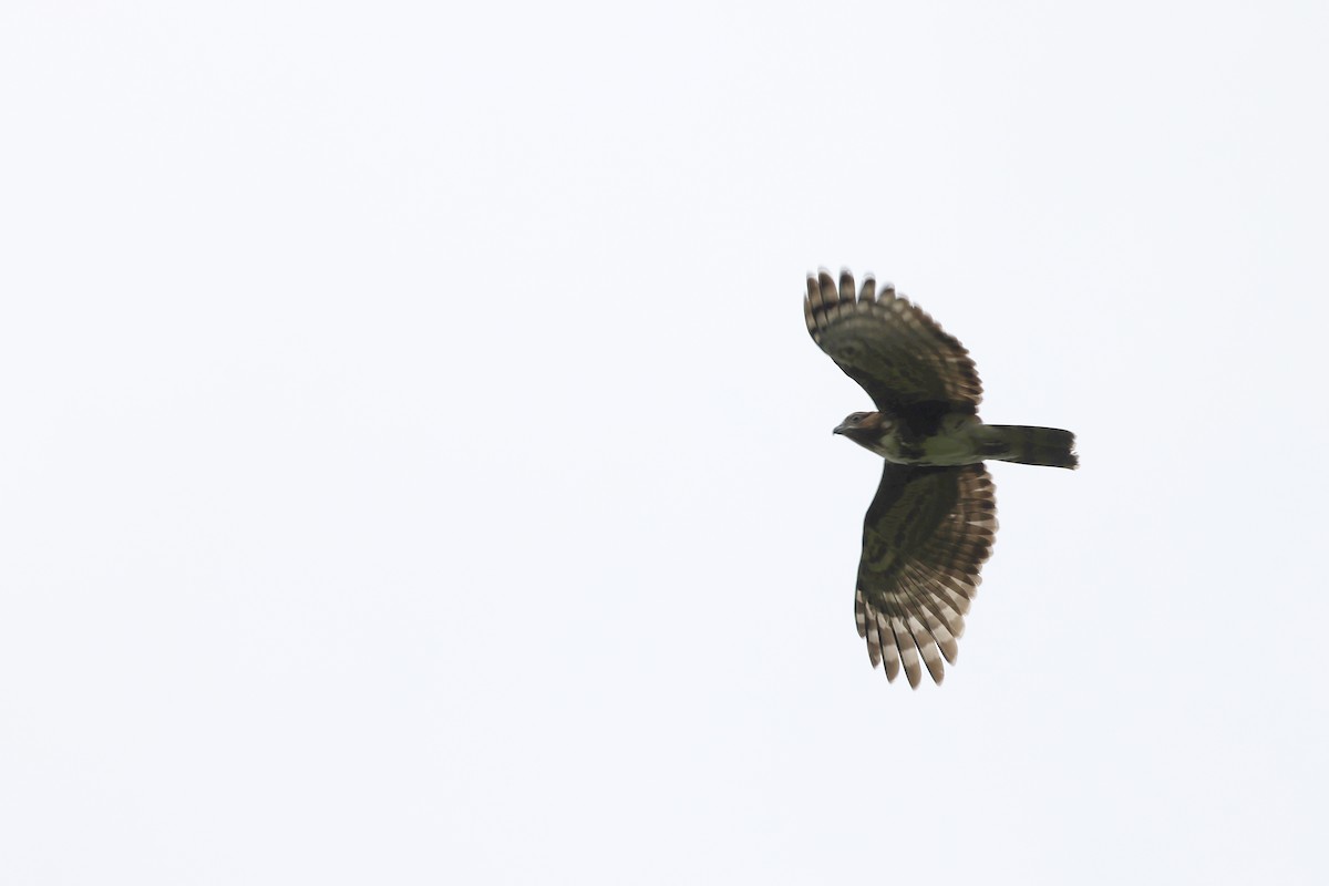 Madagascar Cuckoo-Hawk - ML611316722