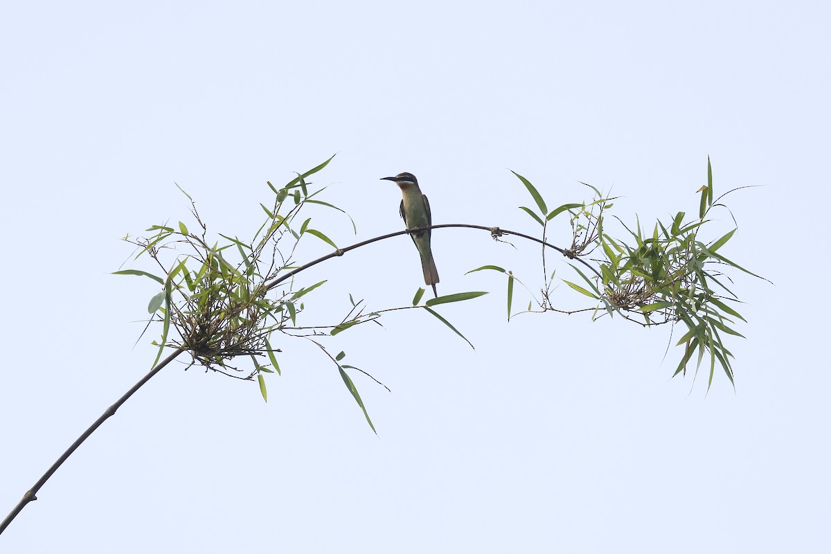Madagascar Bee-eater - Daniel Branch