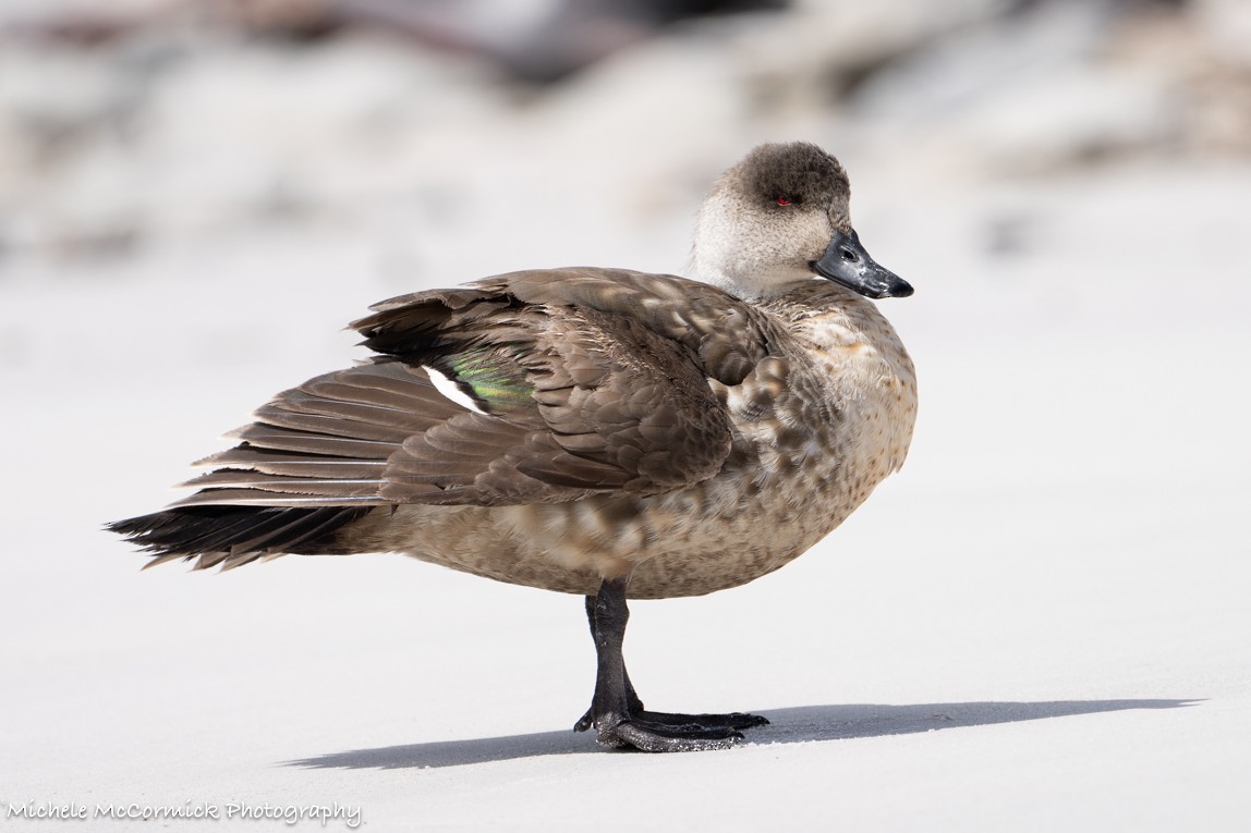 Crested Duck - ML611317213