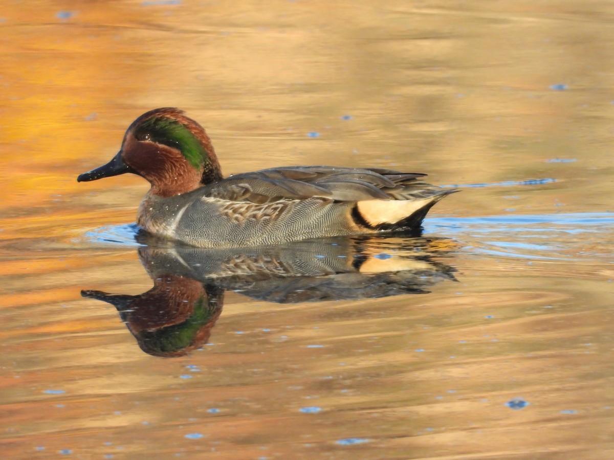 Green-winged Teal - ML611317279