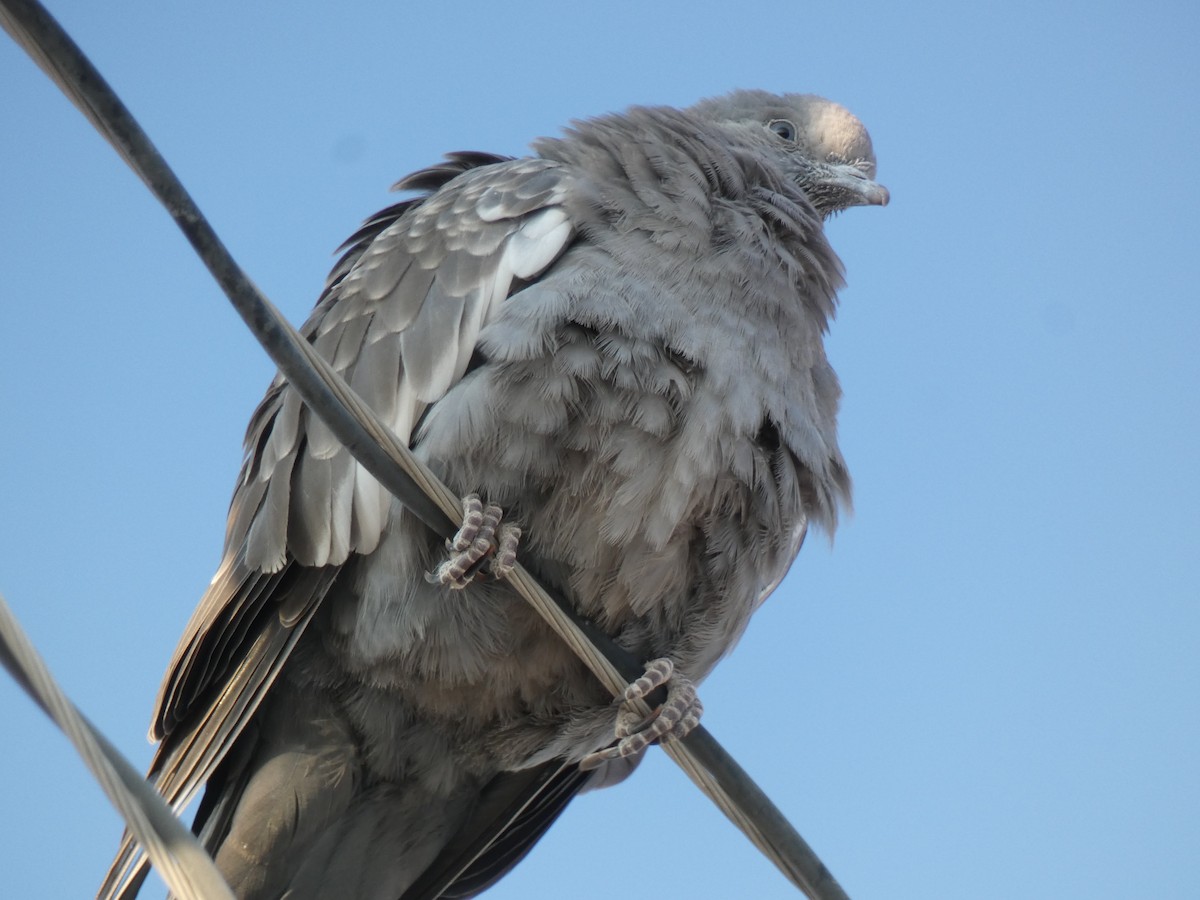 Spot-winged Pigeon - ML611317374