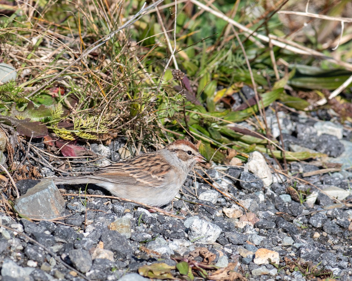 Chipping Sparrow - ML611317408