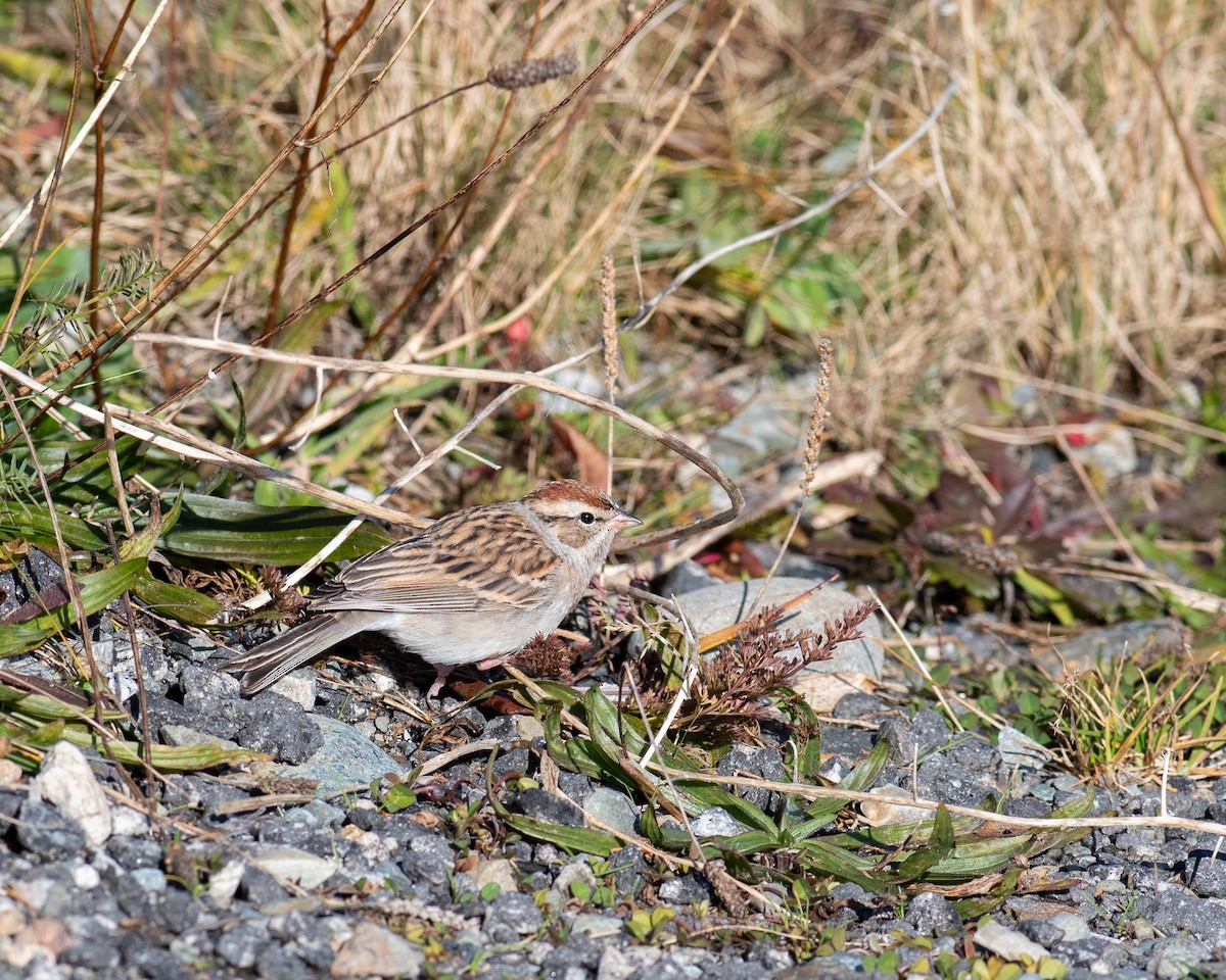 Chipping Sparrow - ML611317410