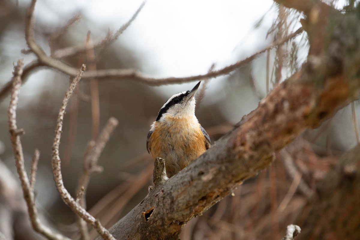 Red-breasted Nuthatch - ML611317593