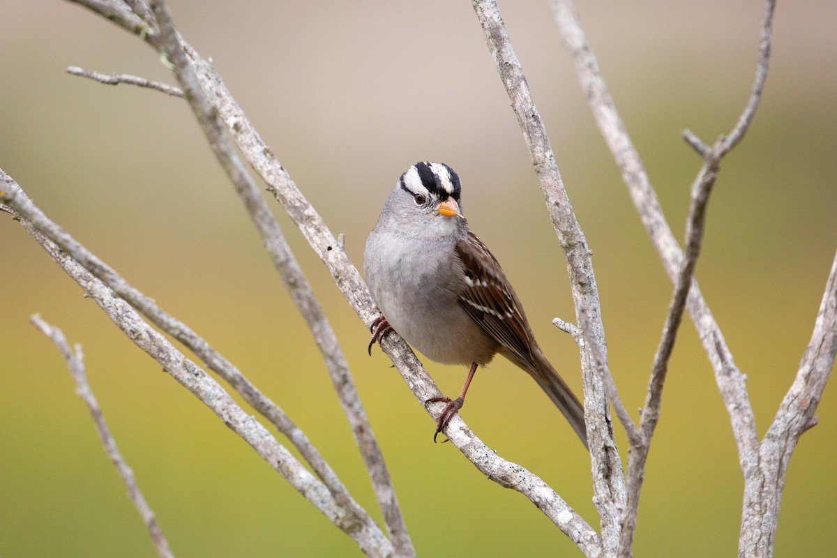 White-crowned Sparrow - ML611317611