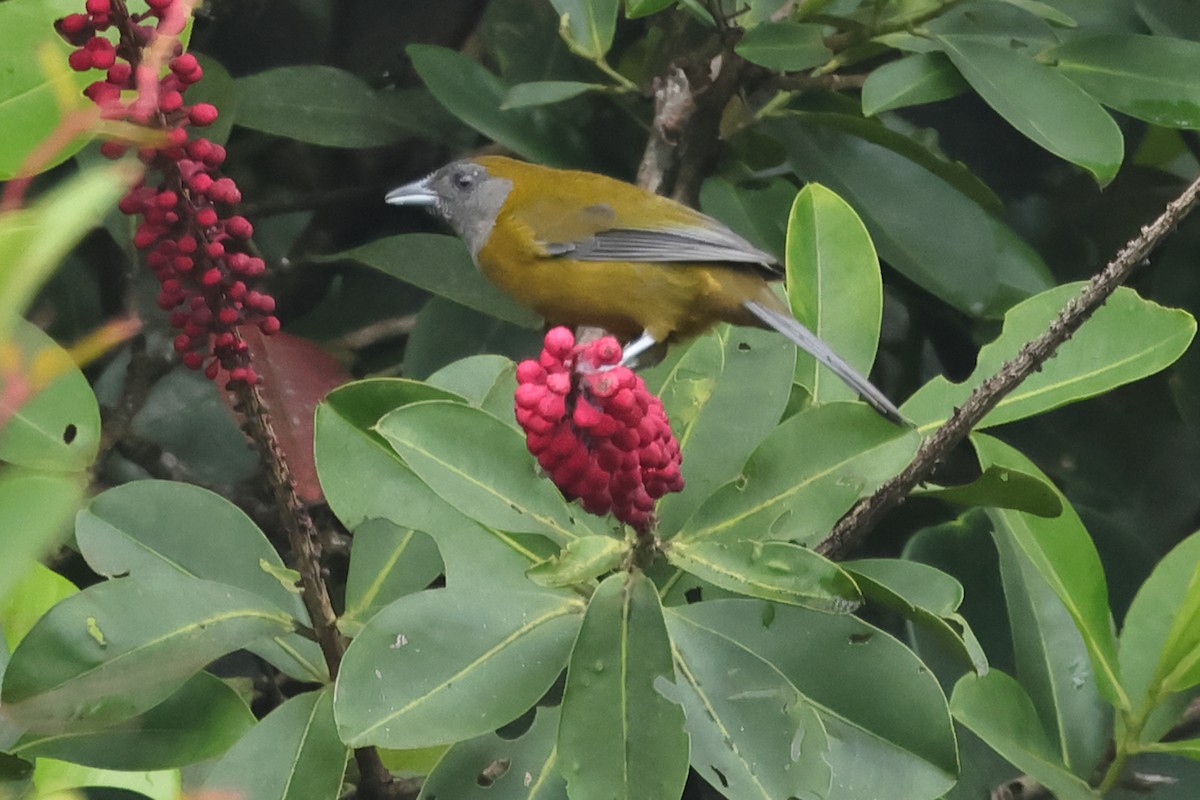 Olive-backed Tanager - ML611317878