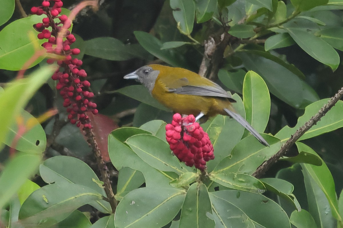 Olive-backed Tanager - ML611318048