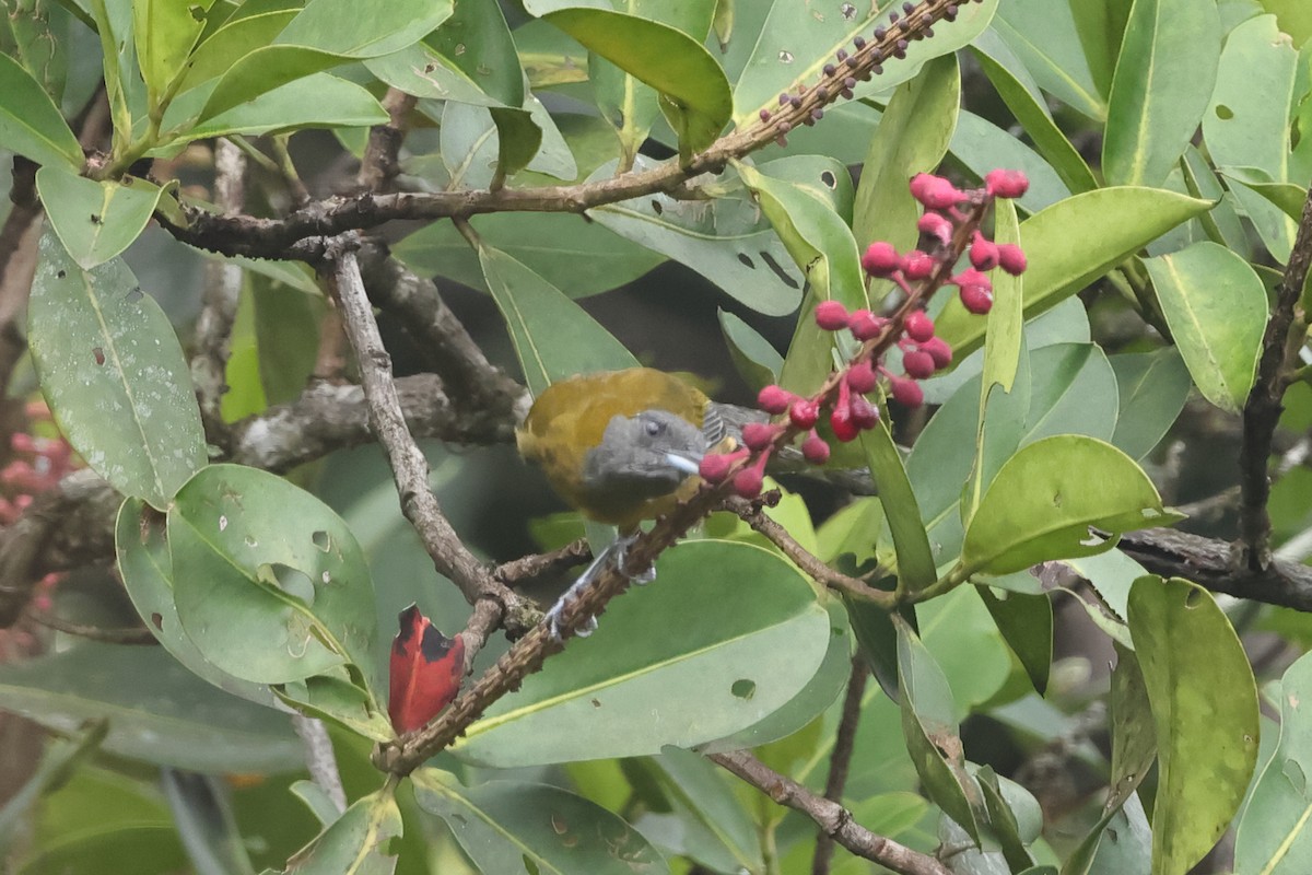 Olive-backed Tanager - ML611318050