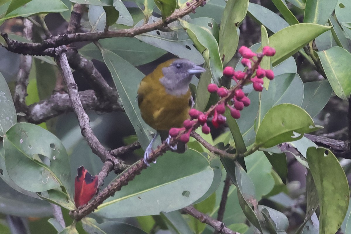 Olive-backed Tanager - ML611318052