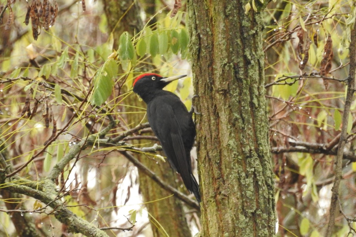 Black Woodpecker - ML611318139