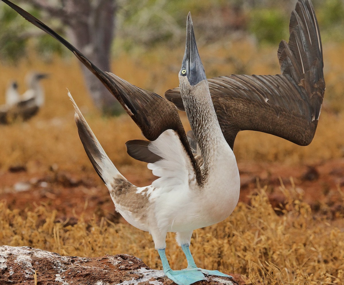 Blue-footed Booby - ML611318162