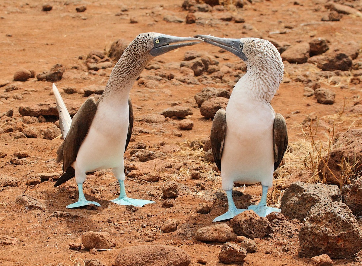 Blue-footed Booby - ML611318173