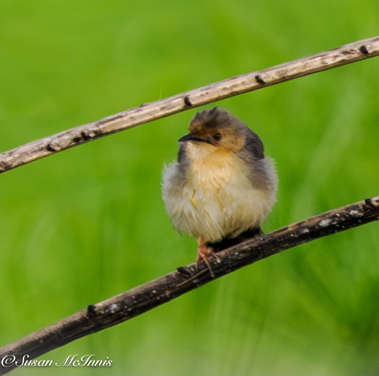 Carruthers's Cisticola - ML611318201