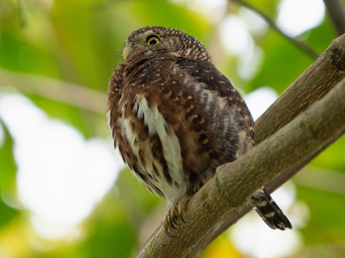 Costa Rican Pygmy-Owl - ML611318677