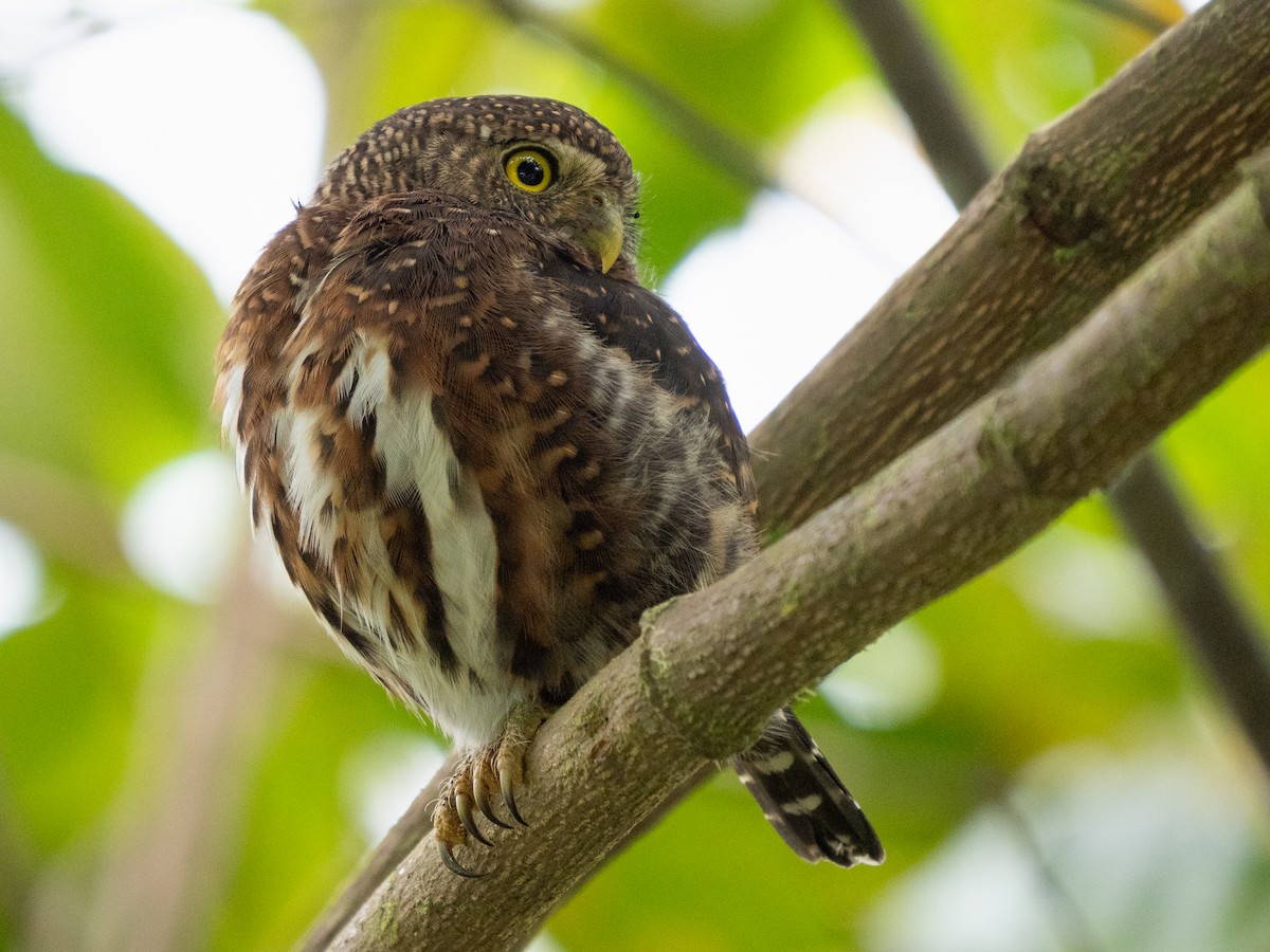 Costa Rican Pygmy-Owl - ML611318678