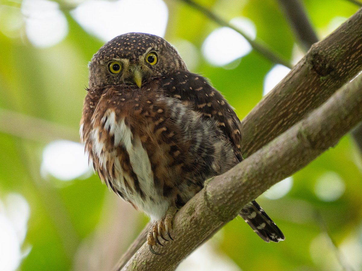 Costa Rican Pygmy-Owl - ML611318679