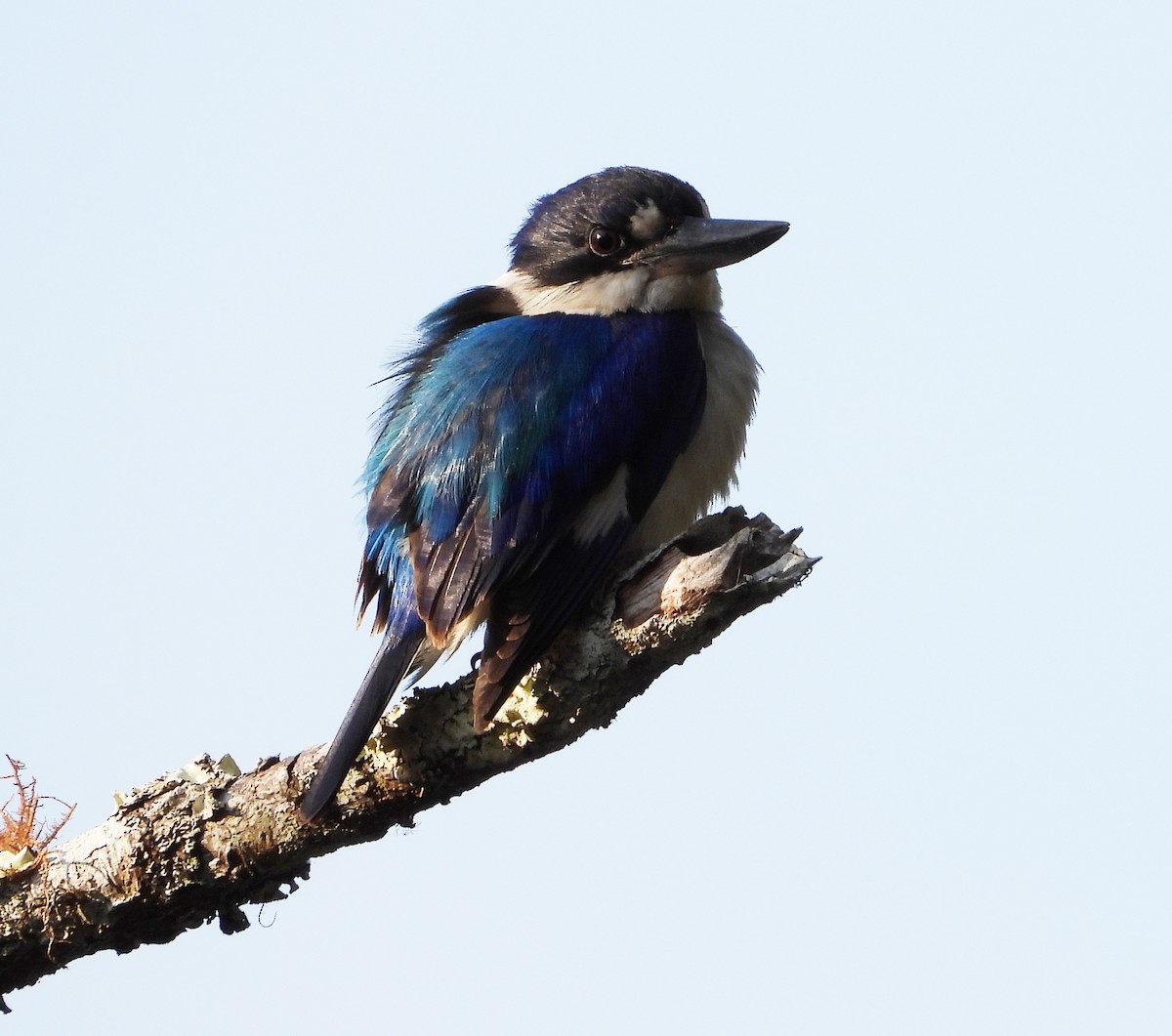 Forest Kingfisher - ML611318755