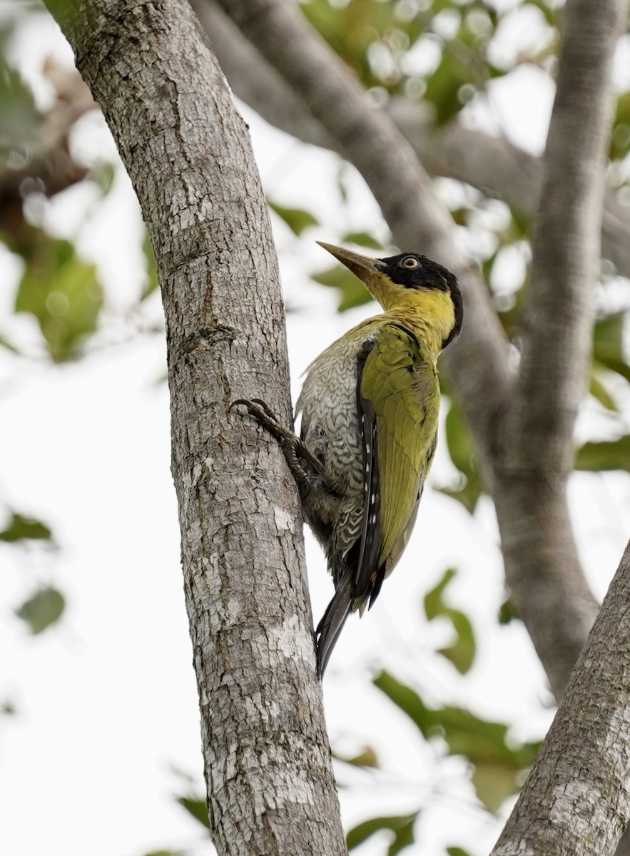 Black-headed Woodpecker - ML611318835