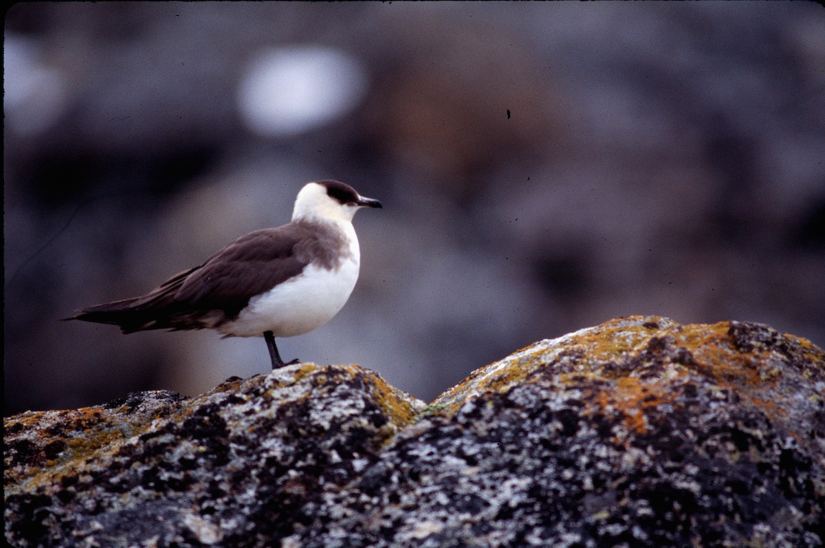 Long-tailed Jaeger - Kyle Arvin