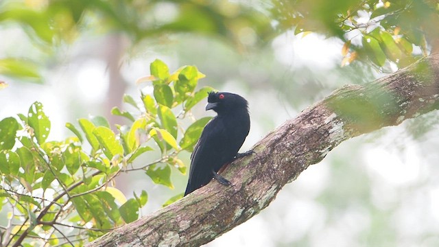 Black Magpie (Bornean) - ML611318989
