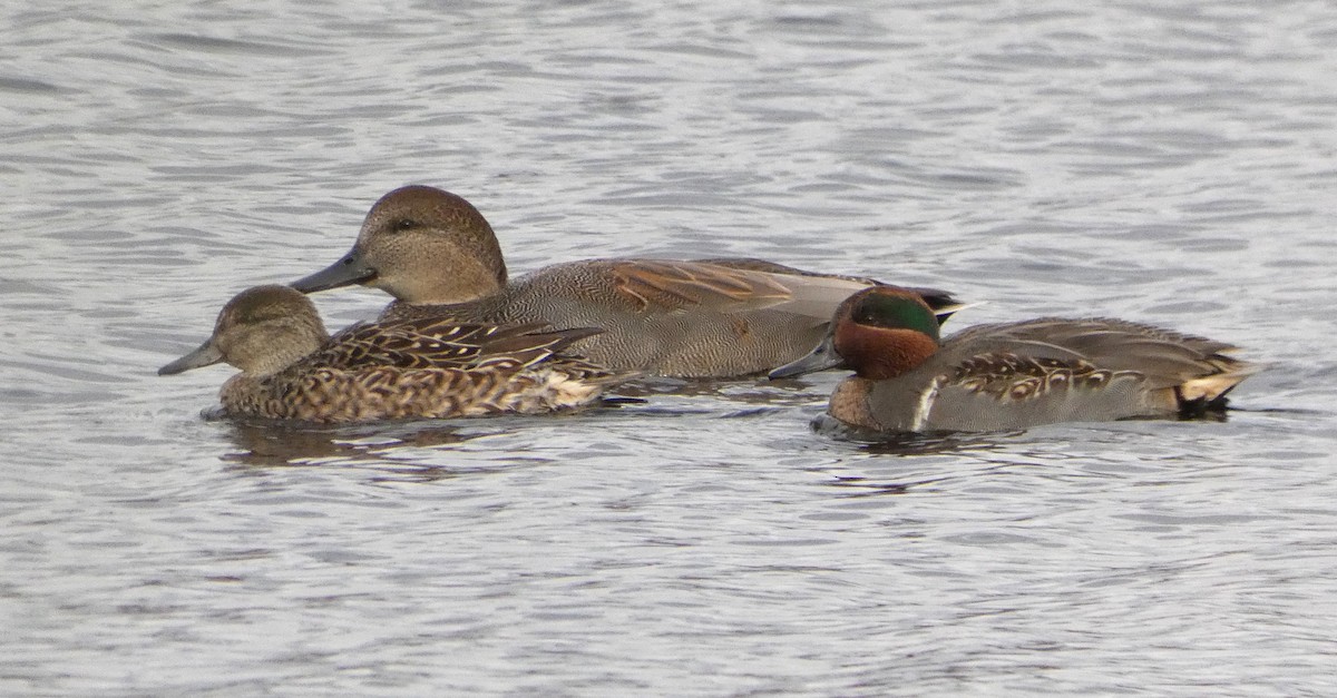 Green-winged Teal - ML611319428