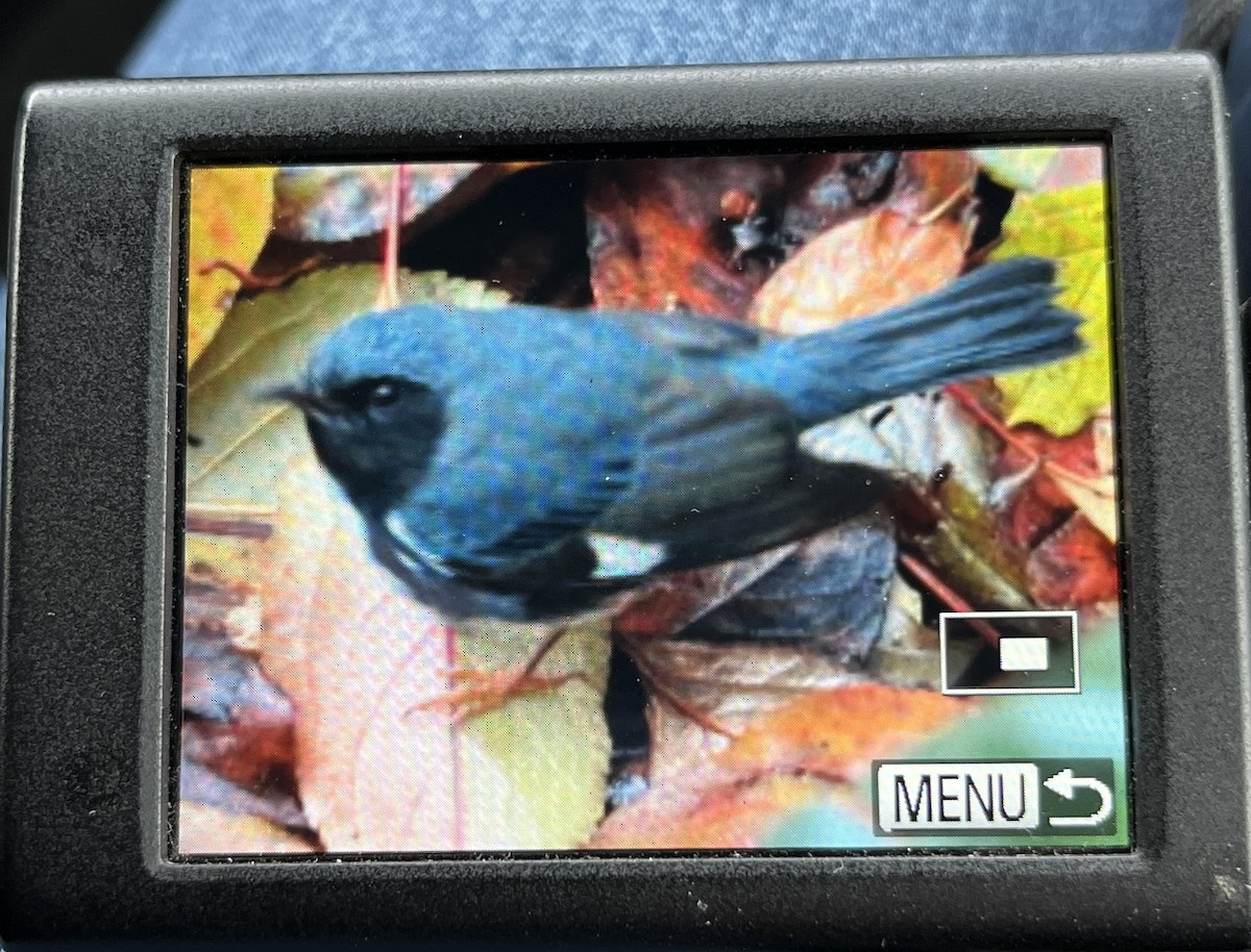 Black-throated Blue Warbler - ML611319483