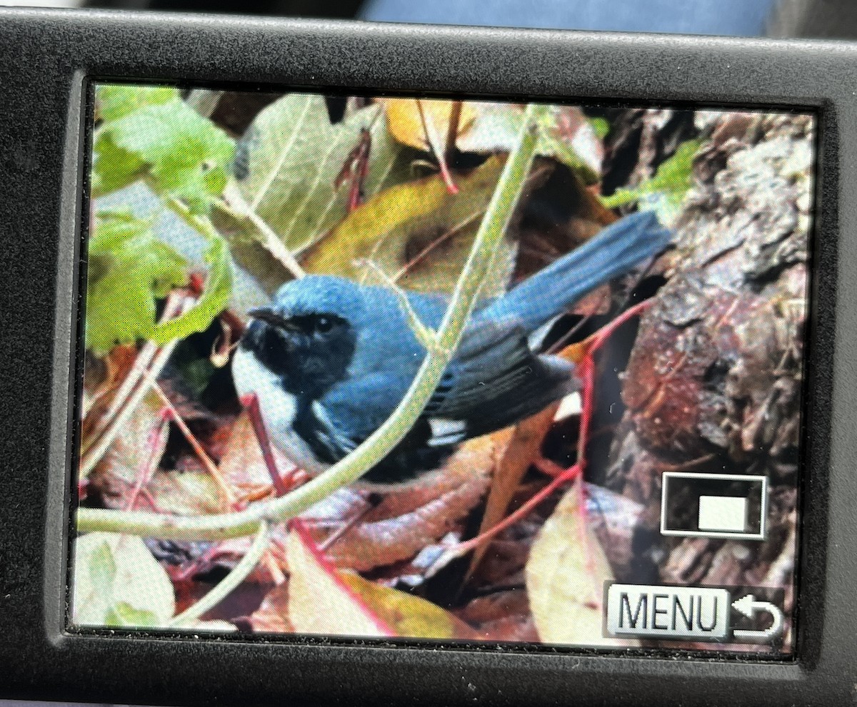 Black-throated Blue Warbler - ML611319484
