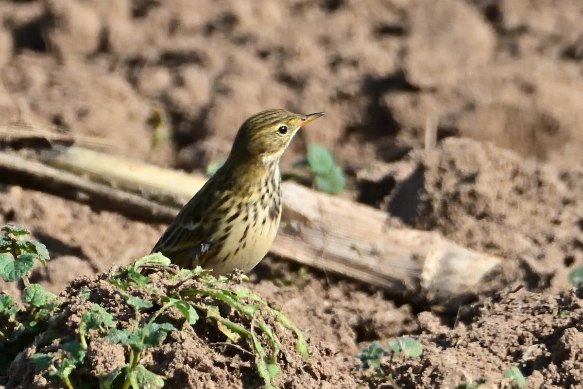 Meadow Pipit - ML611319994