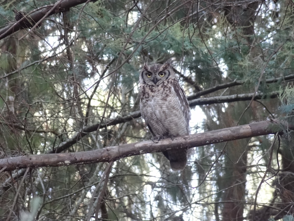 Spotted Eagle-Owl - ML611320101