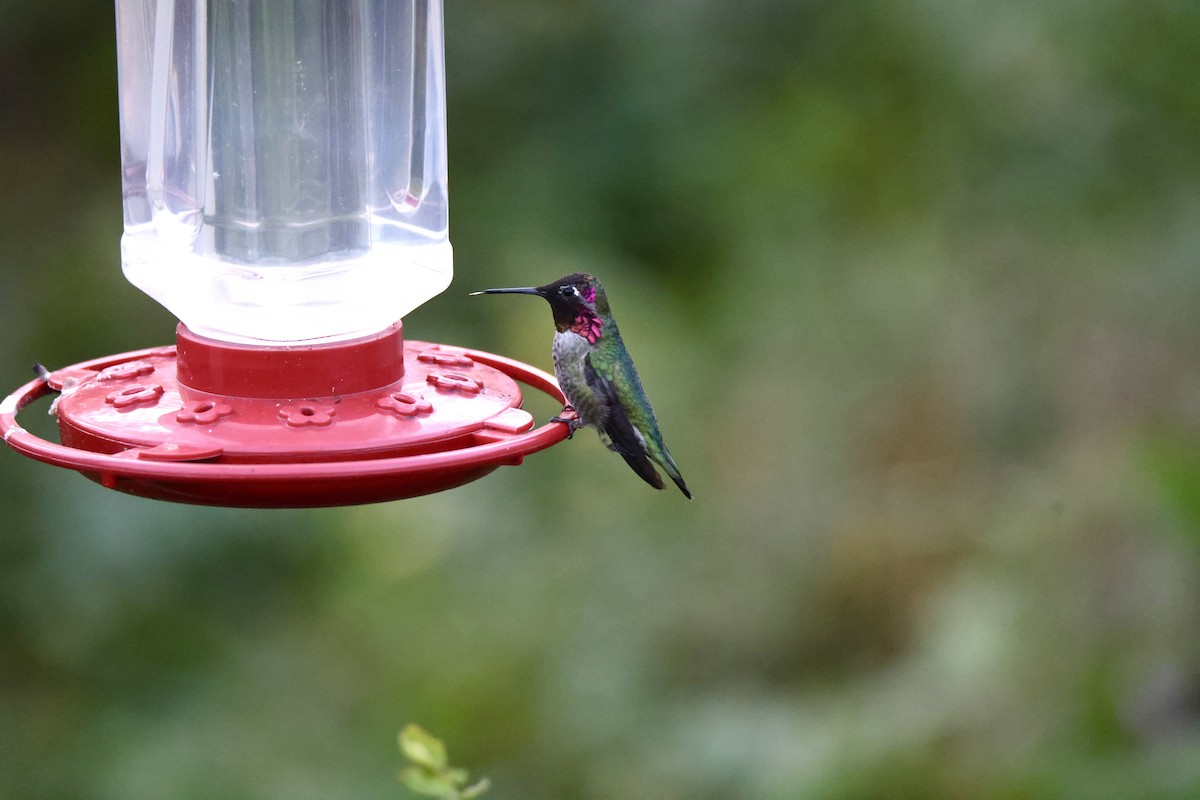 Anna's Hummingbird - ML611320132