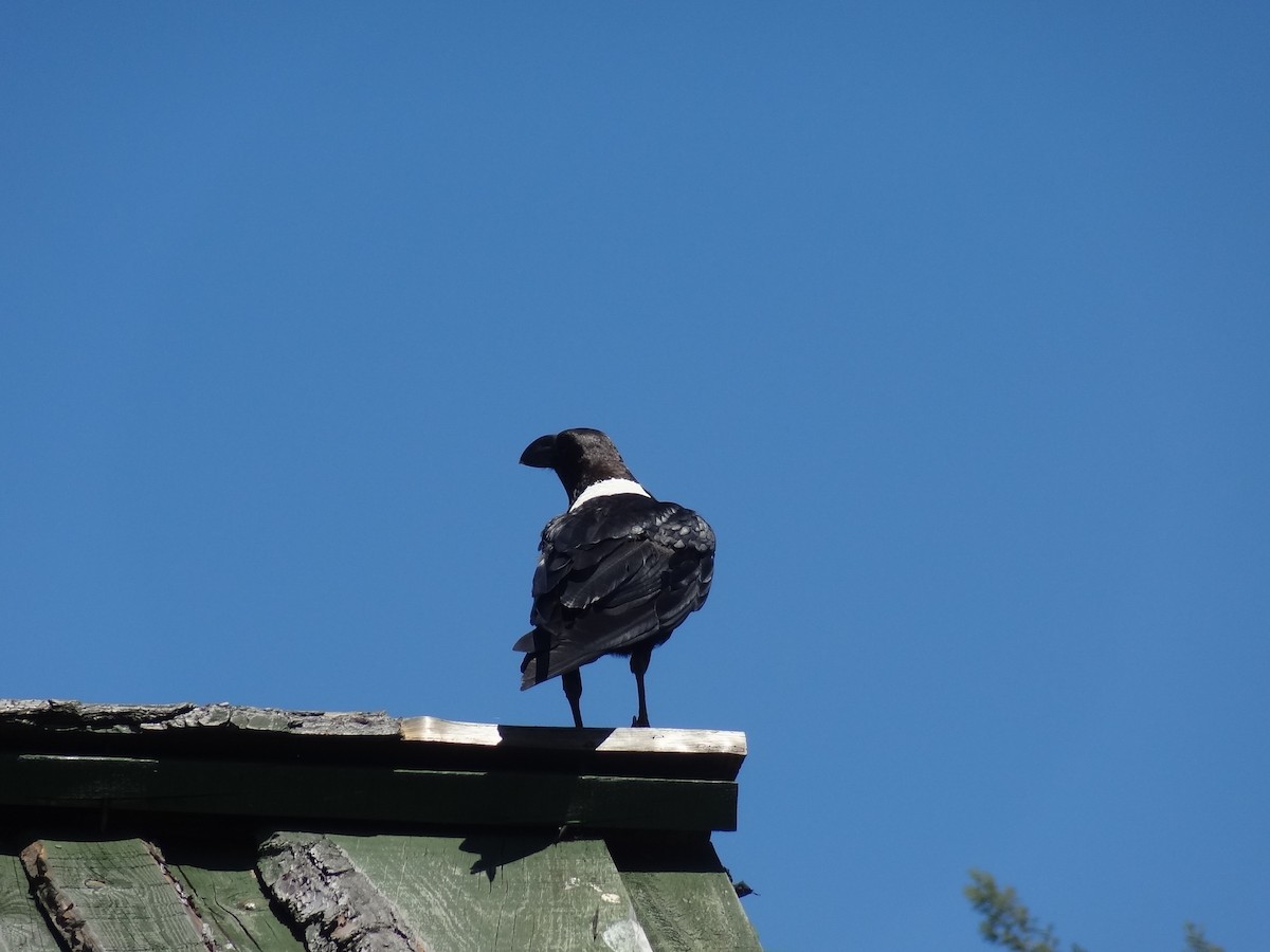 White-necked Raven - ML611320163