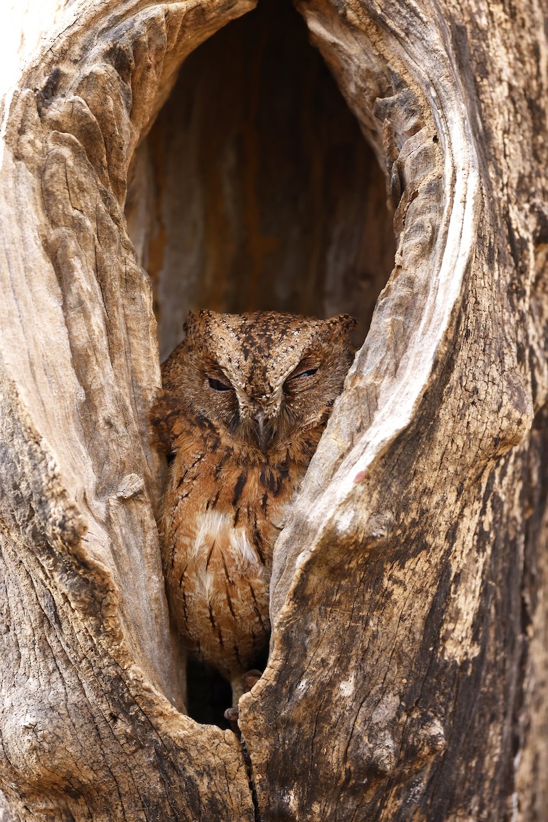 Madagascar Scops-Owl (Torotoroka) - ML611320286