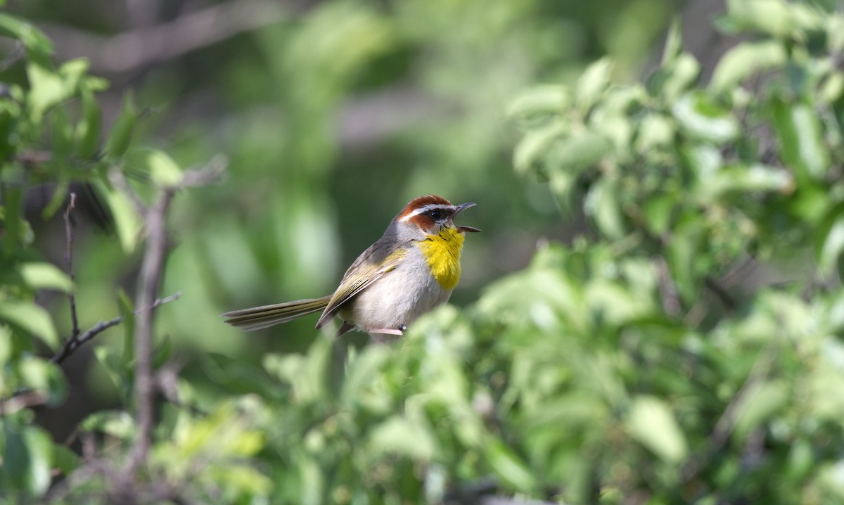 Rufous-capped Warbler - ML611320429