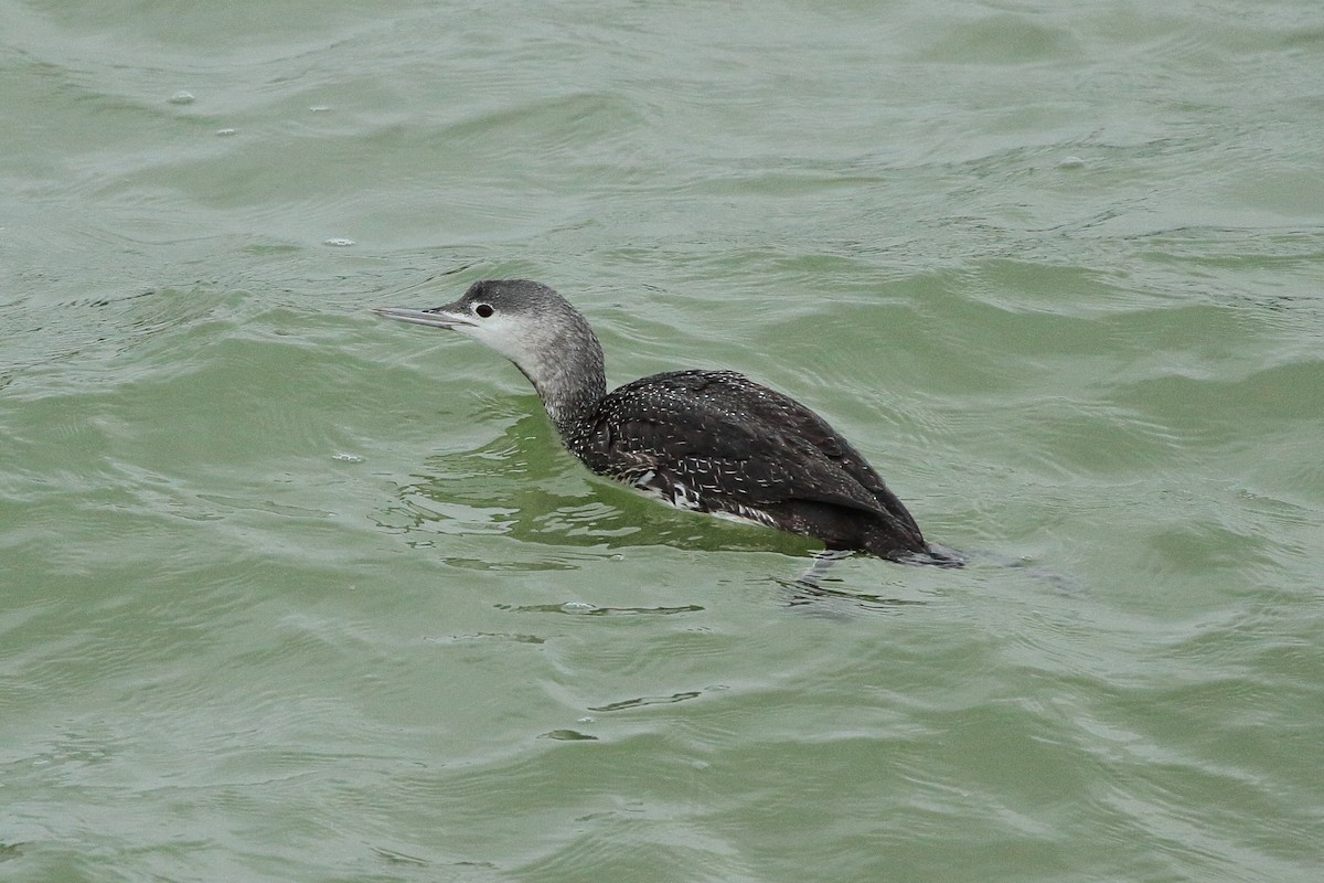 Red-throated Loon - ML611320442