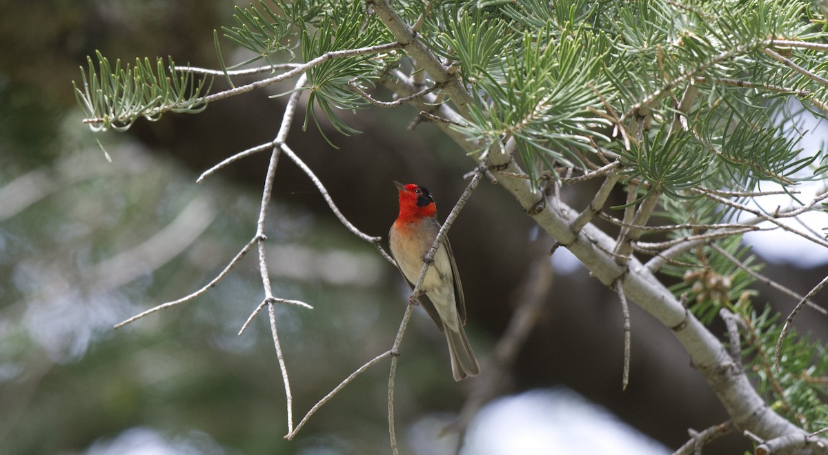 Red-faced Warbler - Kraig Cawley