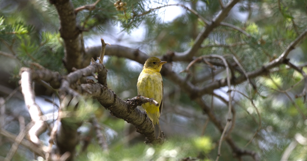 Western Tanager - ML611320767