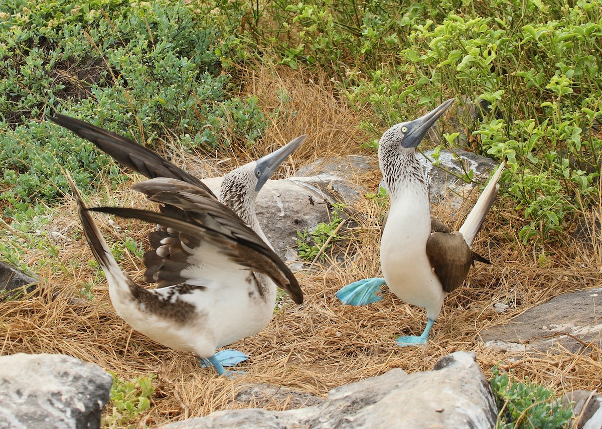 Blue-footed Booby - ML611320792